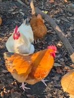 2x haan, Dieren en Toebehoren, Pluimvee, Mannelijk, Kip