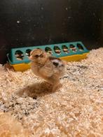 Brahma goudpatrijs hen kuikens, Dieren en Toebehoren, Pluimvee, Vrouwelijk, Kip