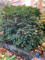Rhodondendron, Ophalen, Rhododendron, Struik