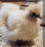 Zijdehoen kriel hen (gratis), Dieren en Toebehoren, Pluimvee, Vrouwelijk, Kip