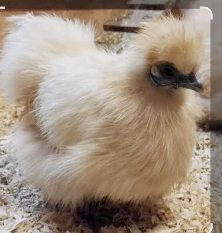 Zijdehoen kriel hen (gratis), Dieren en Toebehoren, Pluimvee, Kip, Vrouwelijk