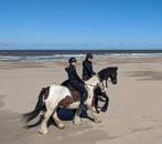 Gezocht leaser voor lieve Fries en Tinker in Benschop, Ophalen of Verzenden