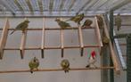 Roodkuif kardinaal man, Dieren en Toebehoren, Vogels | Overige Vogels, Mannelijk, Tropenvogel, Geringd