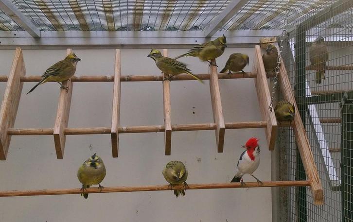 Roodkuif kardinaal man, Dieren en Toebehoren, Vogels | Overige Vogels, Tropenvogel, Mannelijk, Geringd