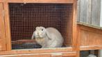 2 konijntjes - gratis af te halen, Dieren en Toebehoren, Meerdere dieren, Middelgroot, Hangoor, 3 tot 5 jaar