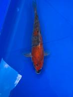 Opruiming Goshiki, Karper of Koi