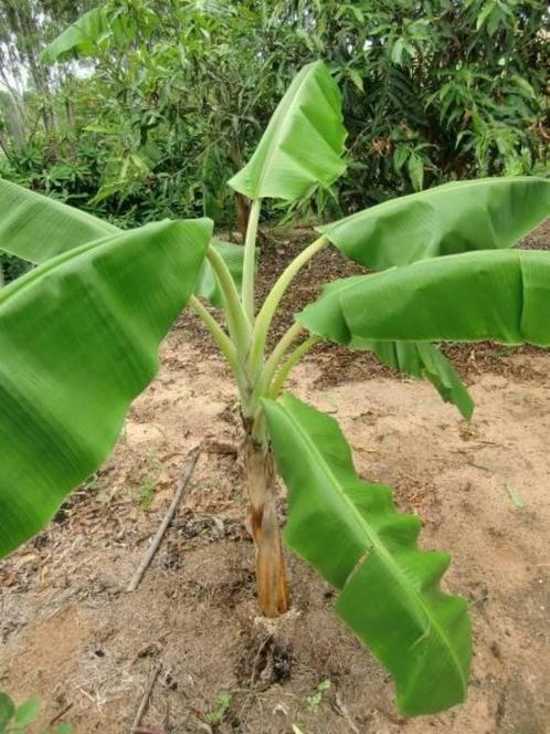 Banaan zaad: 5 x Musa Yunnanensis, Tuin en Terras, Bloembollen en Zaden, Zaad, Gehele jaar, Ophalen