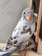 Jonge grasparkieten, Dieren en Toebehoren, Vogels | Parkieten en Papegaaien, Meerdere dieren, Parkiet