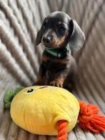 Dwerg/kaninchen 3 reutjes pups mogen verhuizen, Dieren en Toebehoren, CDV (hondenziekte), 8 tot 15 weken, Korthaar, Dwerg