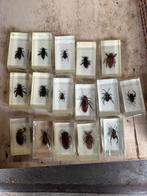 100x insecten in epoxy, Ophalen of Verzenden, Nieuw, Insect, Opgezet dier