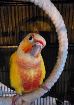 Liefdevol huisje gezocht voor pyrrhura koppel!, Dieren en Toebehoren, Meerdere dieren, Parkiet