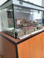 terrarium, Dieren en Toebehoren, Reptielen en Amfibieën | Toebehoren, Ophalen, Gebruikt, Terrarium of Paludarium