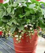 Aardbeien plantjes, Ophalen of Verzenden, Volle zon