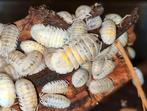 Armadillidium granulatum "magic potion"  Isopods pissebedden, Overige soorten
