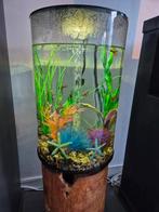 BiOrb aquarium 30 Liter, Dieren en Toebehoren, Ophalen, Leeg aquarium