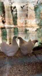 Mooie witte wyandotte hennen van februari 2025, Dieren en Toebehoren, Pluimvee, Vrouwelijk, Kip