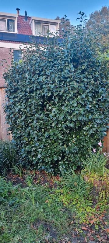 Japanse Roos (Camelia) - Prachtige Struik beschikbaar voor biedingen