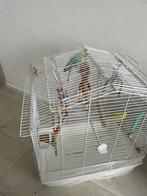 parkieten, Dieren en Toebehoren, Meerdere dieren, Parkiet