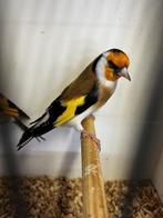 majoor putterpop, Dieren en Toebehoren, Vogels | Overige Vogels, Mannelijk, Wildzangvogel