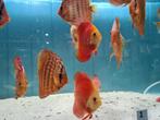 Red Melon Discus, Symphysodon Discus, Vis, Zoetwatervis