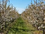 Oude kersenbomen laagstam, Tuin en Terras, Planten | Bomen, Ophalen, Volle zon, Overige soorten