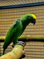 Surinaamse geelvoorhoofd amazones bewezen kweekkoppel, Meerdere dieren, Parkiet, Geringd