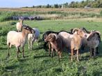 GEZOCHT weide, grasland, weiland, dijk voor begrazing, Dieren en Toebehoren, Stalling en Weidegang