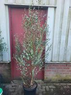 Mooie grote eucalyptus planten, Ophalen of Verzenden, Overige soorten
