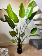 Coco maison kunstplant sterlizia, Ophalen of Verzenden, Halfschaduw, 150 tot 200 cm