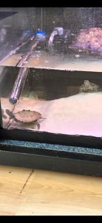 Schilpadden, Dieren en Toebehoren, 0 tot 2 jaar