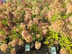 Pluimhortensia's 'Polar Bear', Tuin en Terras, Ophalen of Verzenden, Hortensia, Struik, Minder dan 100 cm
