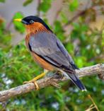 GEZOCHT: Pagodespreeuwen te koop, Dieren en Toebehoren, Vogels | Overige Vogels, Mannelijk, Wildzangvogel, Geringd