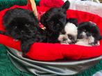 Super leuke boomer puppies, Dieren en Toebehoren, Honden | Chihuahua's en Gezelschapshonden, Overige rassen, CDV (hondenziekte)