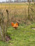 Gratis Haan, Dieren en Toebehoren, Mannelijk, Kip