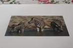 3D Panorama Stereo Postkaart - Zebras bij het Water, Germany, Verzenden, 1980 tot heden, Ongelopen, Wild dier