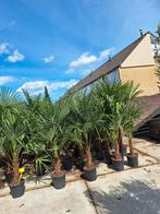 Palmbomen trachycarpus fortunei €85, Tuin en Terras, Planten | Bomen, In pot, Volle zon, Ophalen of Verzenden, Palmboom