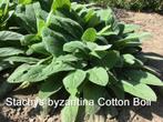 Stachys byzantina Cotton boll - vaste plant - vakkenvuller, Vaste plant, Bodembedekkers, Ophalen, Bloeit niet