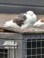 Koppel mooie Meeuw Duiven., Dieren en Toebehoren, Vogels | Duiven, Meerdere dieren