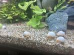 appelslakken, Dieren en Toebehoren, Vissen | Aquariumvissen, Slak of Weekdier, Zoetwatervis