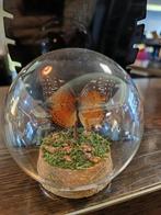 Prachtige vlinder in stolp, N, Ophalen of Verzenden, Zo goed als nieuw, H