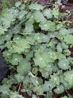 1,5 m2 Vrouwenmantel, mooie vaste planen bodembedekker, Tuin en Terras, Ophalen, Bodembedekkers, Volle zon, Vaste plant