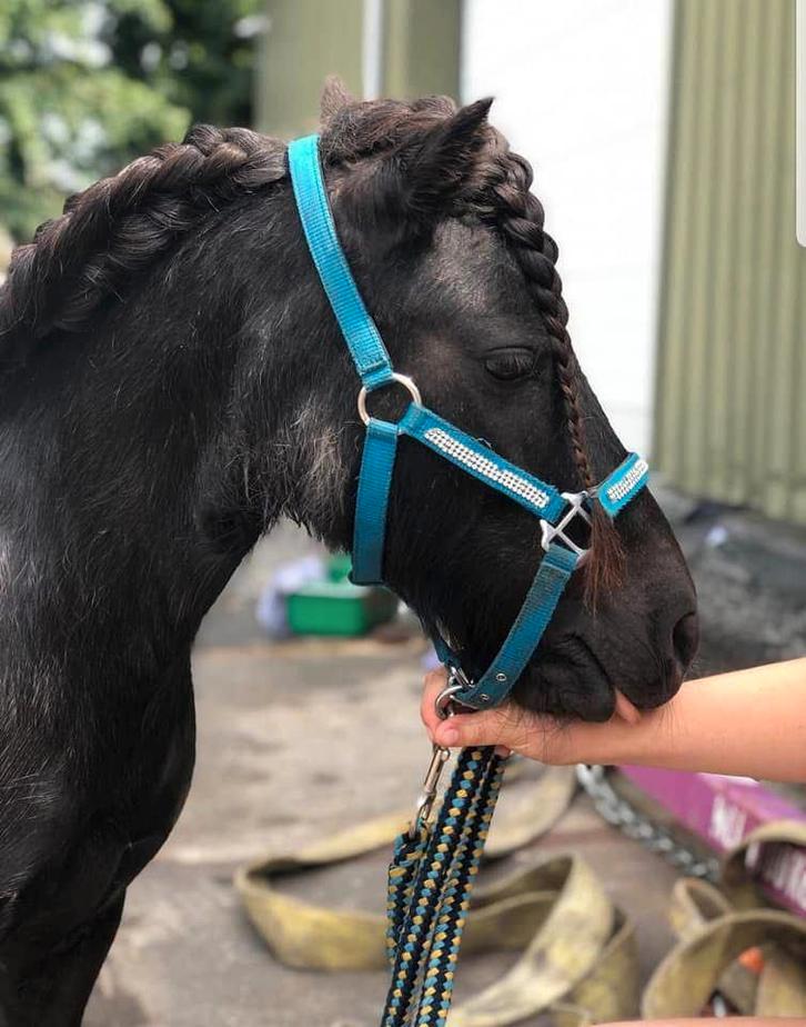 Lieve shetland pony, Dieren en Toebehoren, Pony's