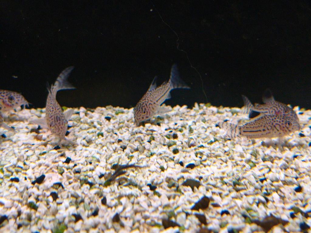 Corydoras julii, Vis, Zoetwatervis, Schoolvis