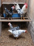 Broed eieren van de bonte leghorn, Dieren en Toebehoren, Pluimvee, Geslacht onbekend, Kip