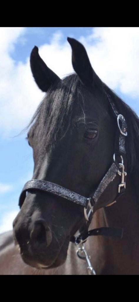 Bijrijder/lease, Dieren en Toebehoren, Ophalen of Verzenden