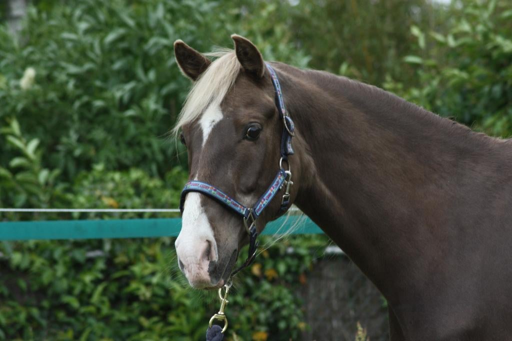 Lieve Rocky Mountain Horse ruin, Minder dan 160 cm, Met stamboom, Ruin, Zadelmak