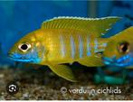 Malawi cichliden, Dieren en Toebehoren, Vissen | Aquariumvissen, Vis