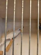 1 koppel grasparkieten, Meerdere dieren, Parkiet