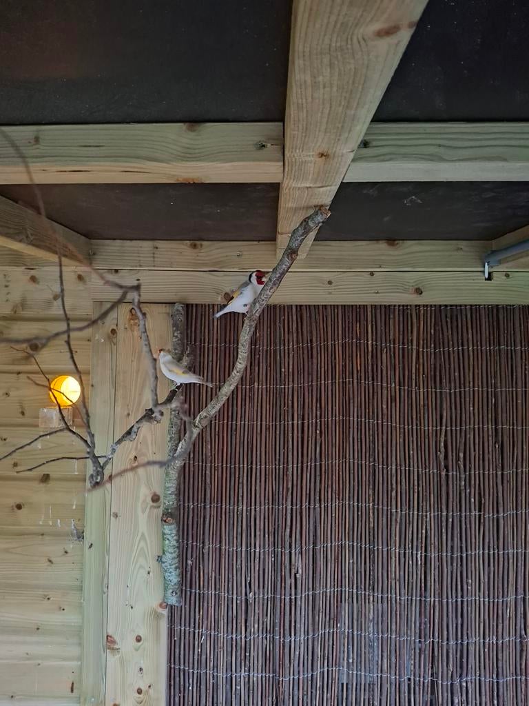 Majoor putters, Dieren en Toebehoren, Vogels | Overige Vogels, Meerdere dieren, Wildzangvogel