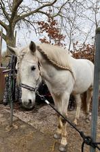 Super lieve BOMPROOF 💣 kinderpony! 😍, Dieren en Toebehoren, Gechipt, Ruin, 7 tot 10 jaar, Recreatiepony
